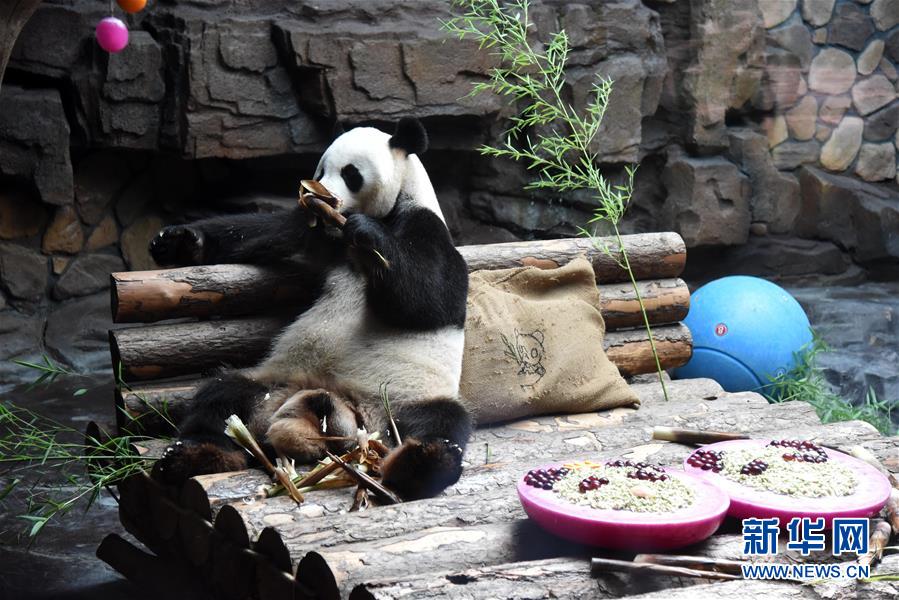 济南：大熊猫享清凉
