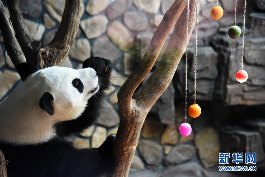 济南：大熊猫享清凉