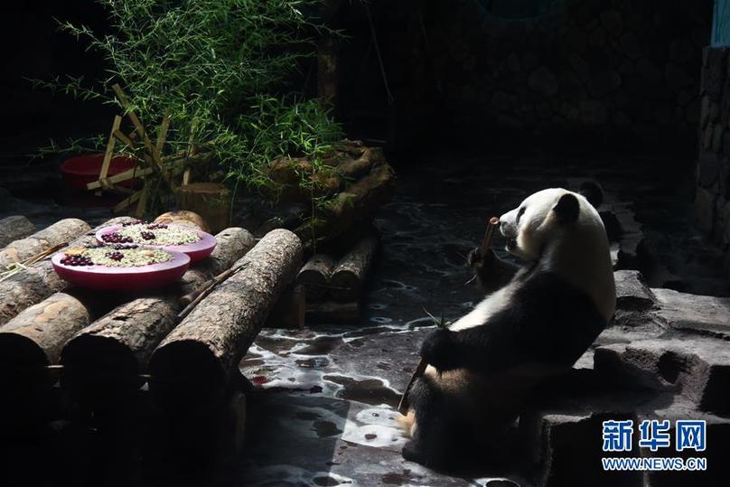 （社会）（1）济南：大熊猫享清凉
