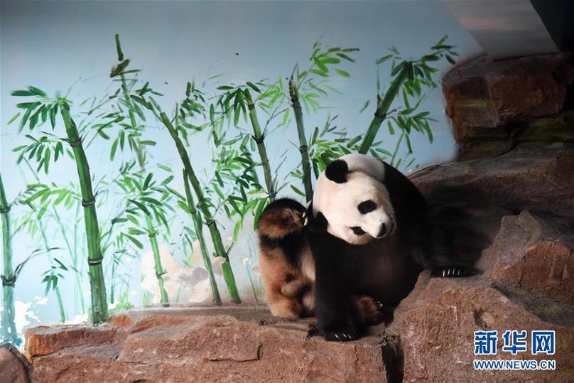 （社会）（4）济南：大熊猫享清凉