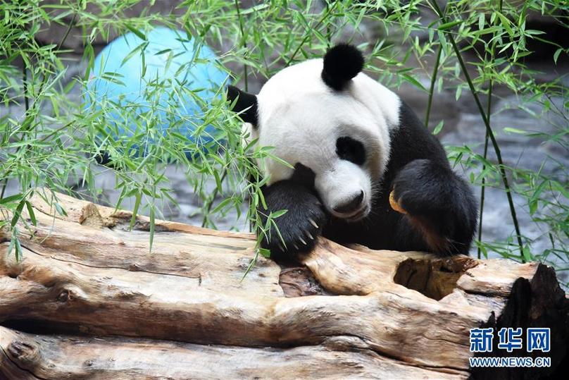 （社会）（5）济南：大熊猫享清凉