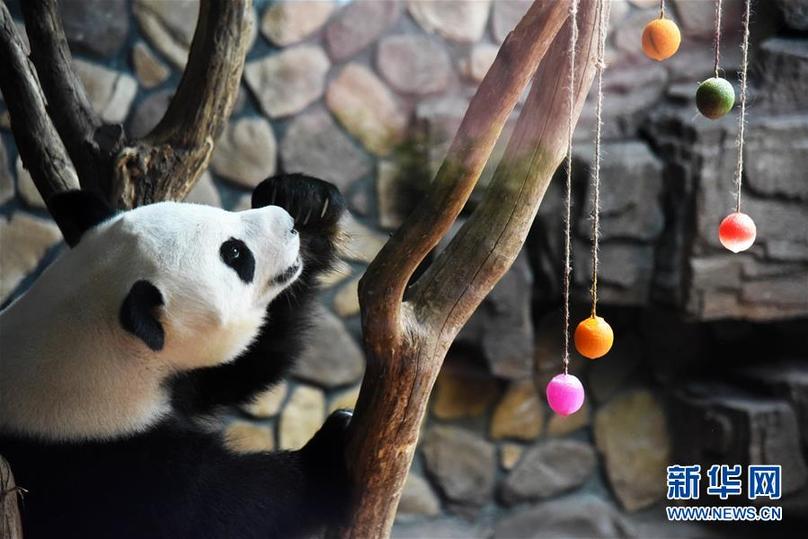 （社会）（6）济南：大熊猫享清凉